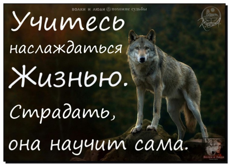 Волк по жизни