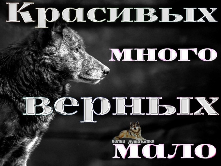 Волк с надписью