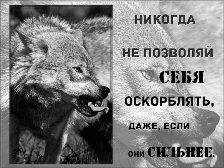 Высказывания про Волков