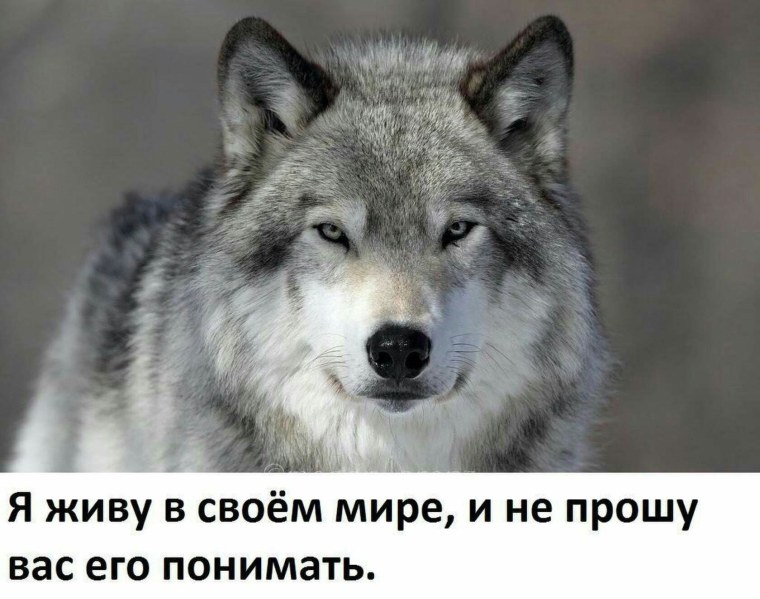 Волк Мем