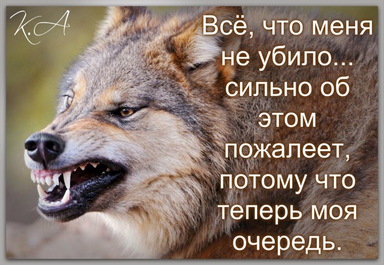 Волчий оскал с Цитатами