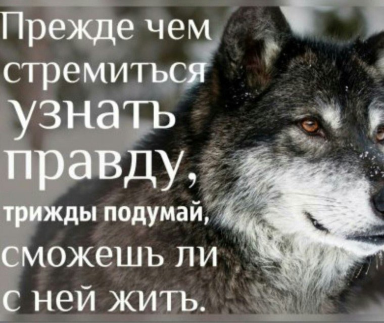 Советы волка