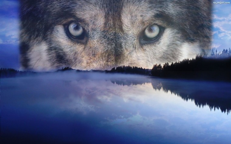 Статусы с изображением волка