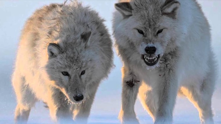 Полярные волчата