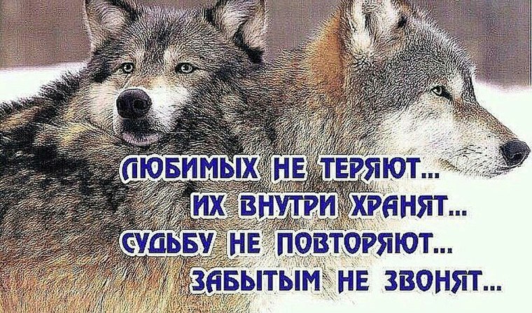 Красивые цитаты про Волков