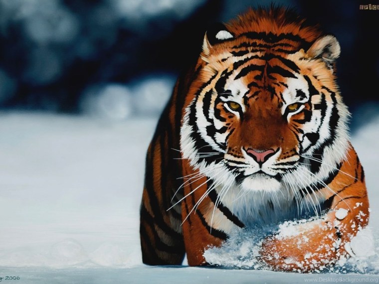 Оранжевый тигр