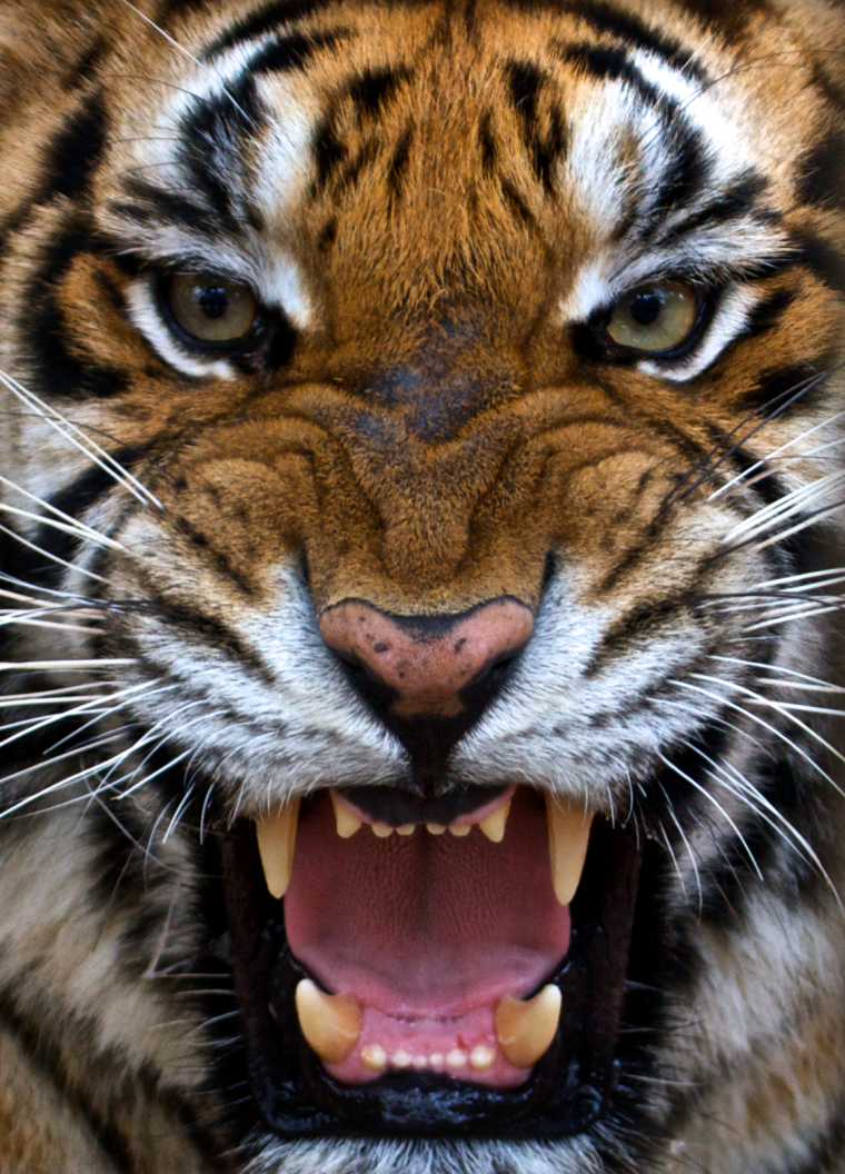 Тигр ава для стима