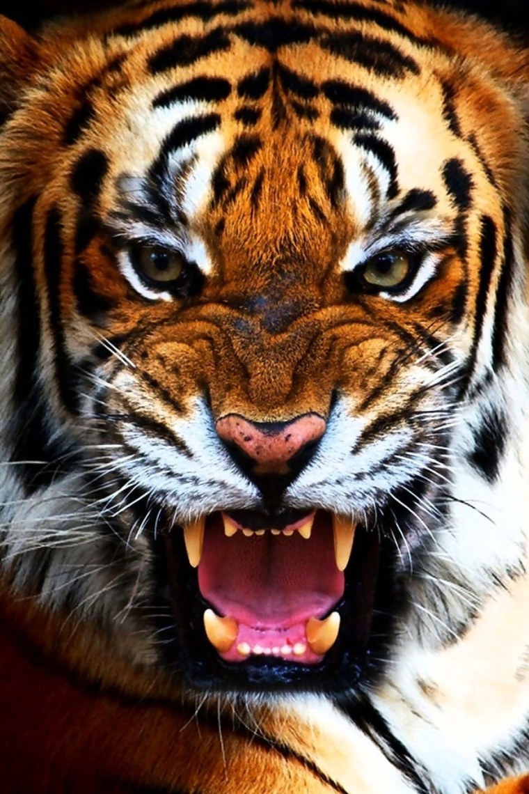 Тигр оскал