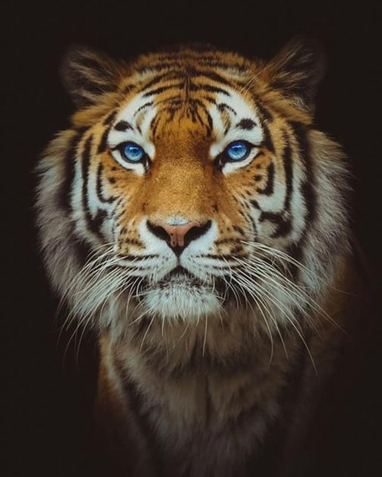 Аватарка тигр Грозная