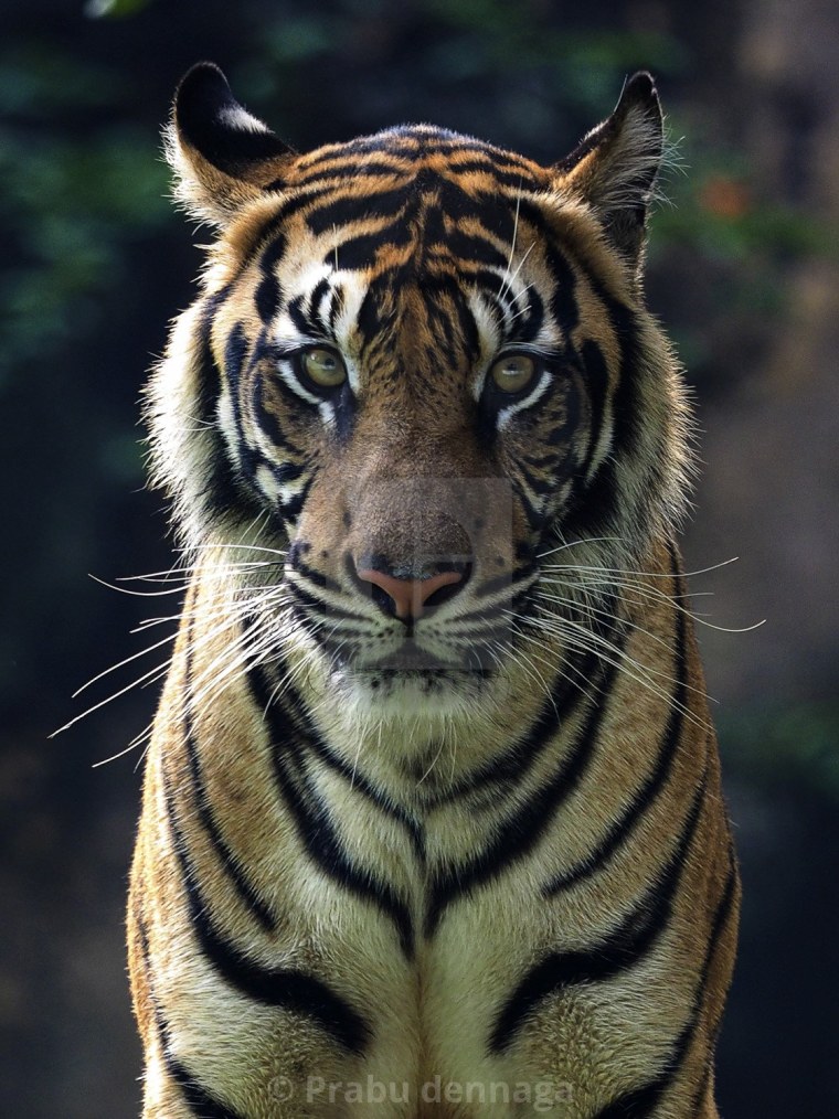 Тигр аватарка