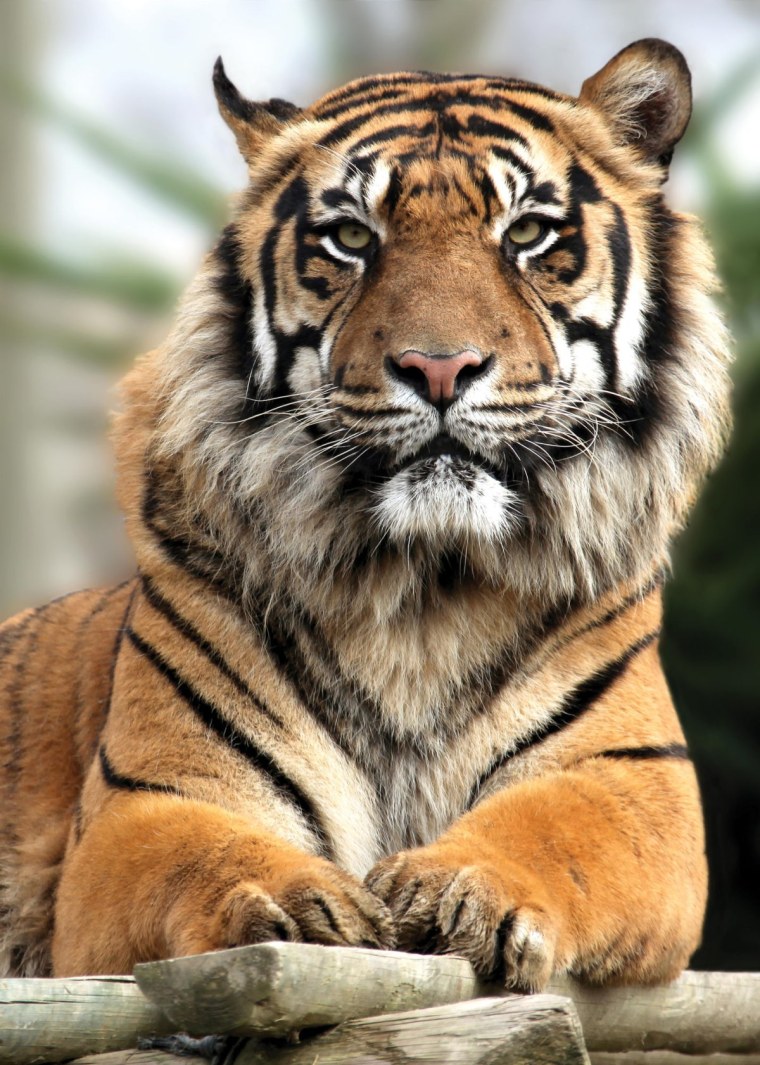 Неоновый тигр