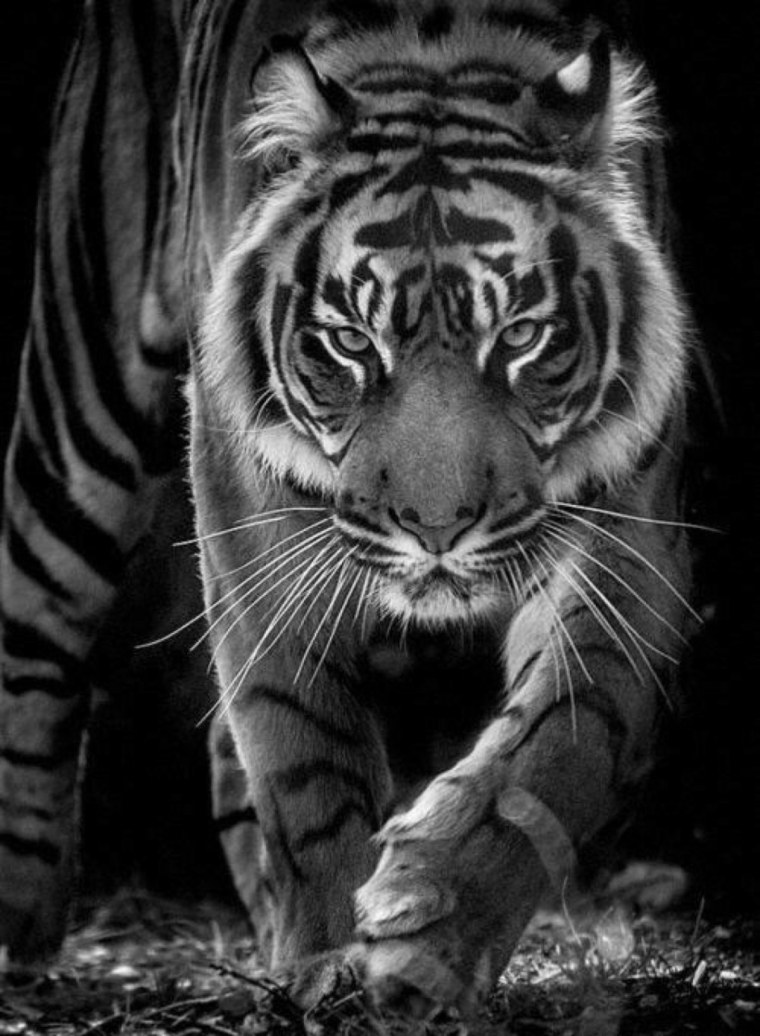 Черный тигр фото