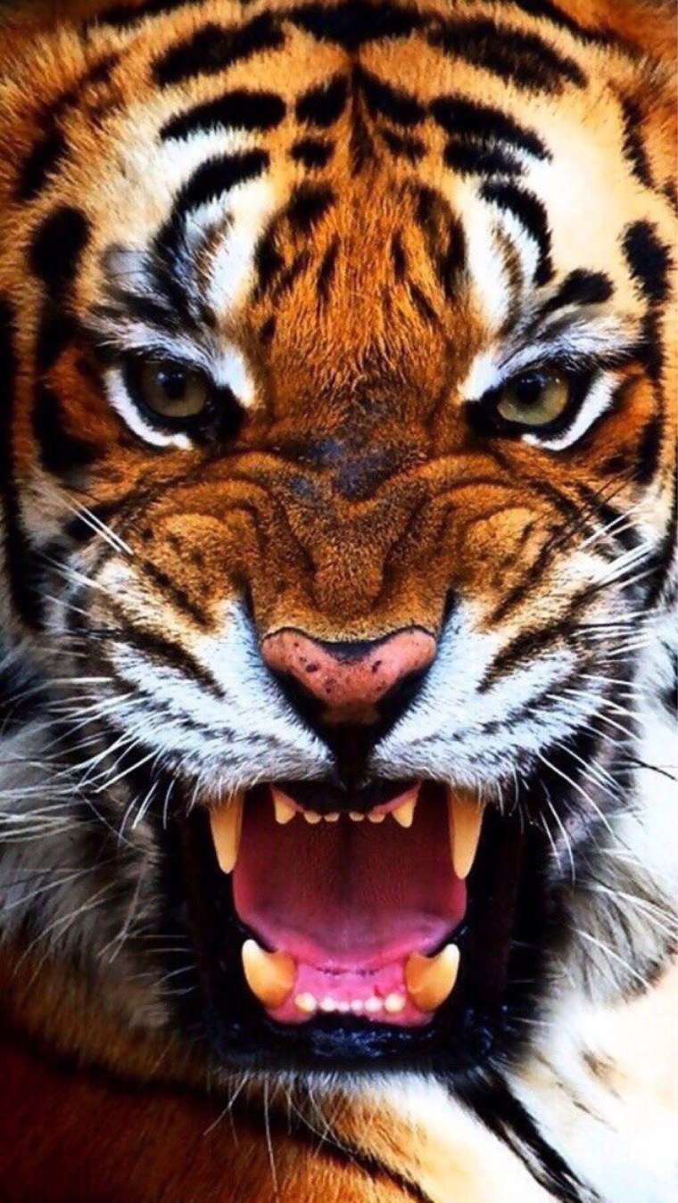 Имя для тигра