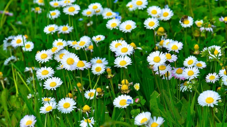 Красивые ромашки