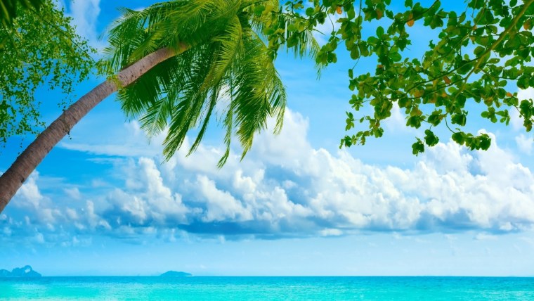 Пальмы и океан