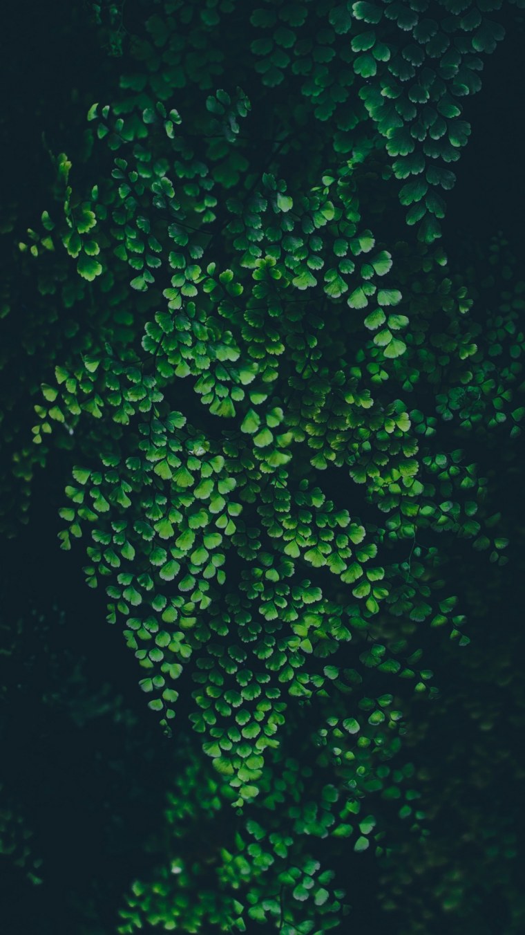 Зелень на темном фоне