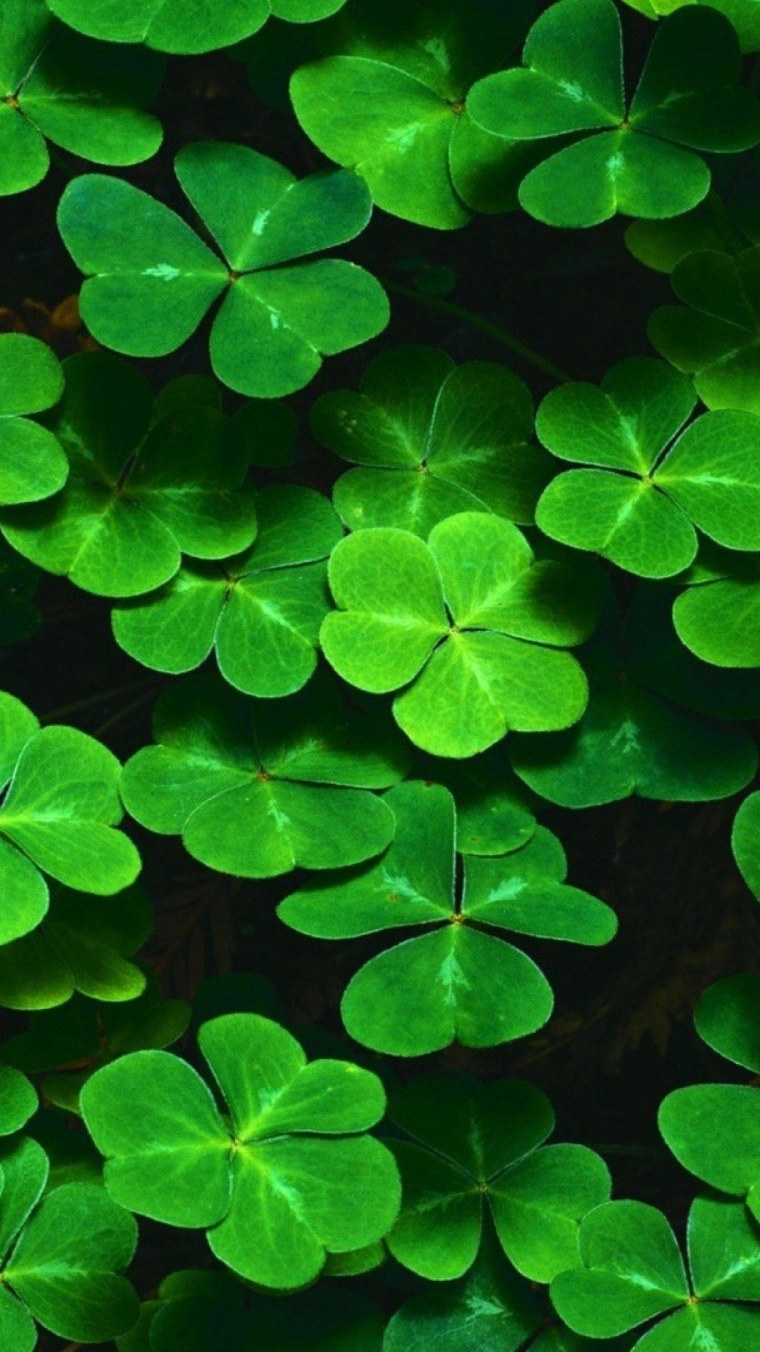 Клевер трилистник растение