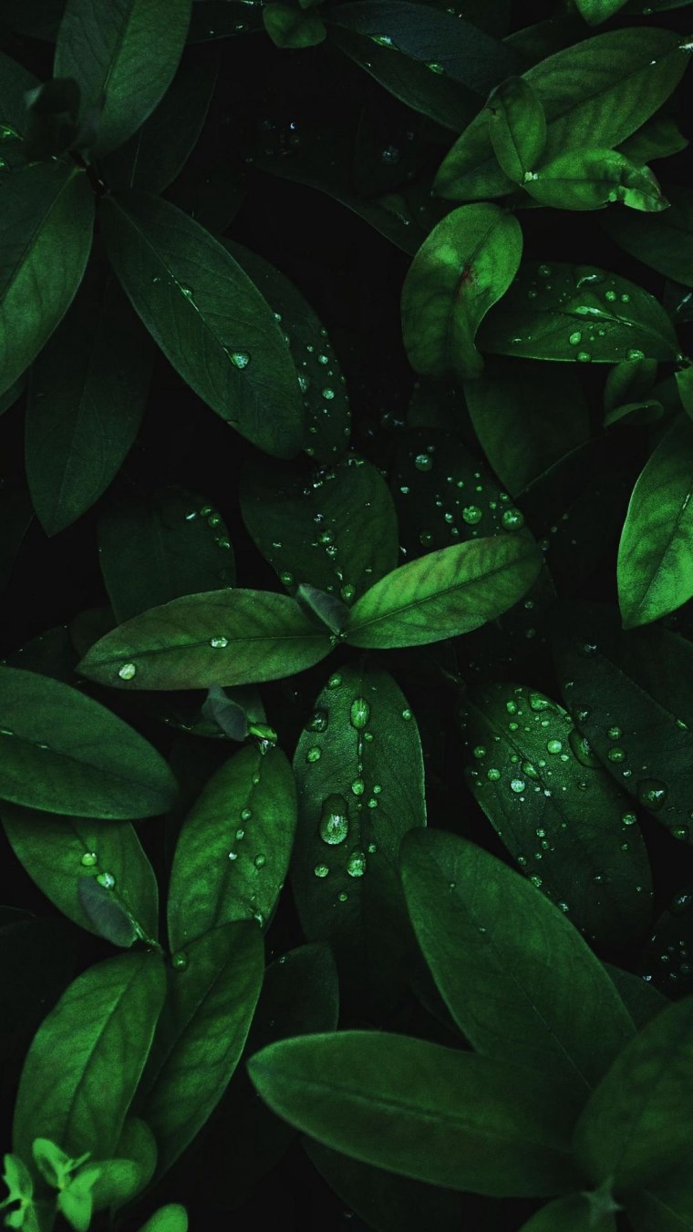 Темно зеленые листья