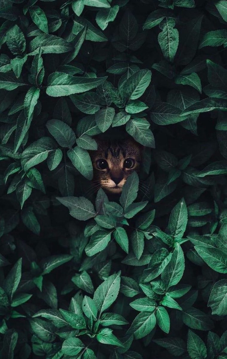 Темно зеленые листья