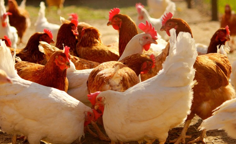 Сельское хозяйство курицы