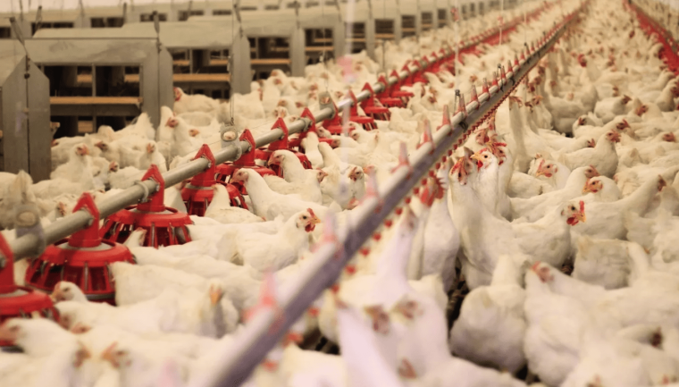 Красная Поляна Курск птицефабрика