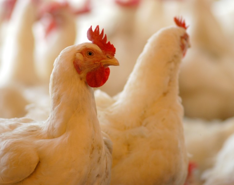 Птицеводство это для детей