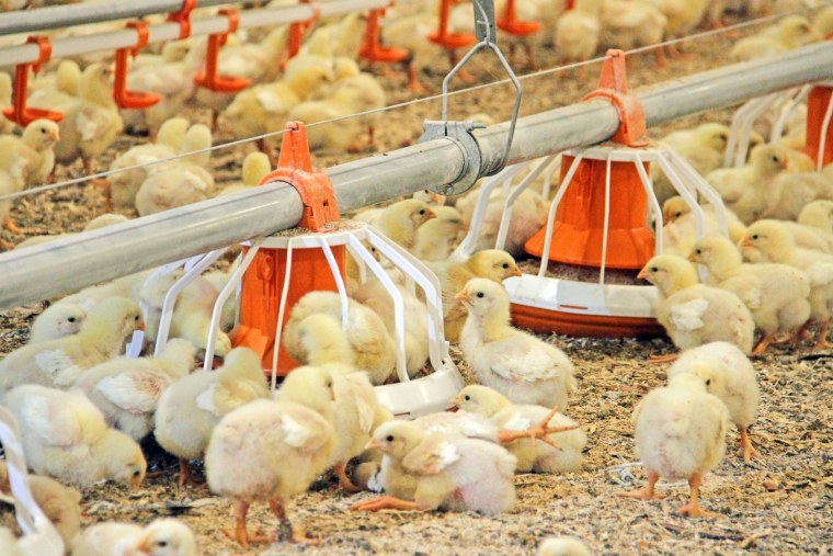 Турбаслинский бройлер Благовещенск