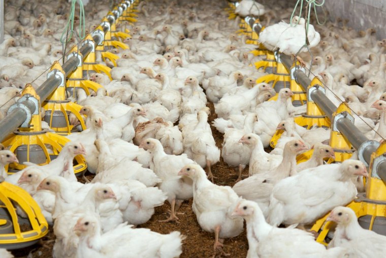 Животноводство на птицеферме