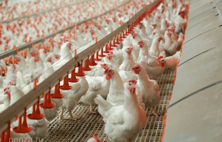 Птицефабрика Симбирск бройлер новая майна