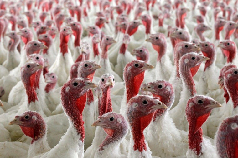 Цыплята на ферме