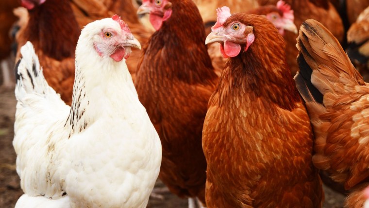 Голландские куры несушки породы