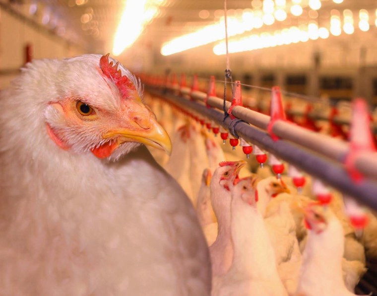 Кросс Декалб Уайт