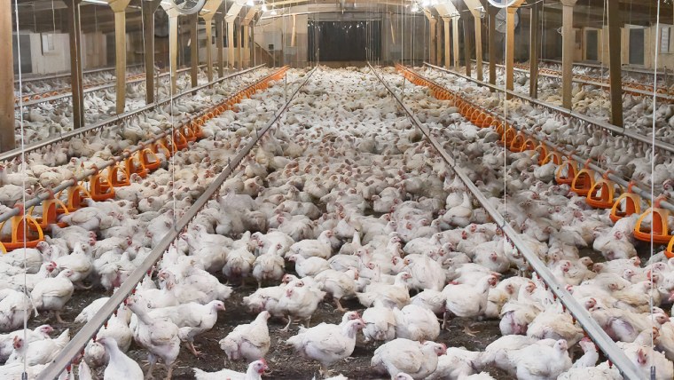 Птицеводство цыплята