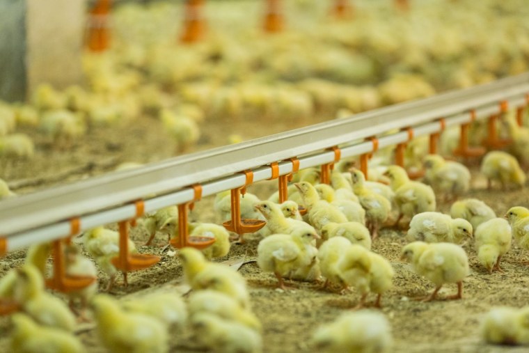 Животноводство куры