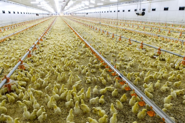 Птицефабрика Родон Калужская