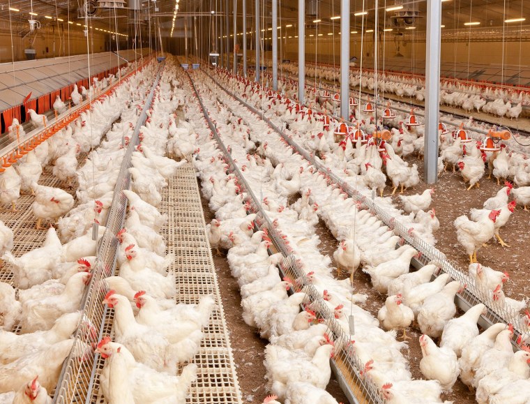 Птицефабрика Ивановский бройлер