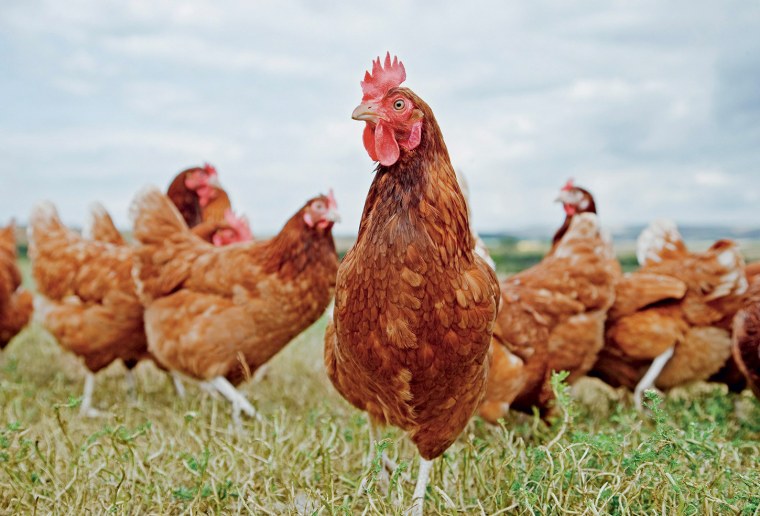 Несушки Редбро