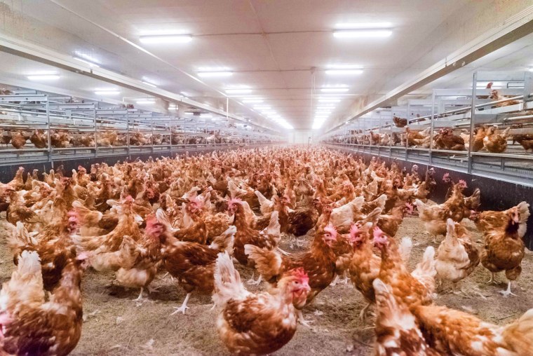 Совхоз Воронежский птичник