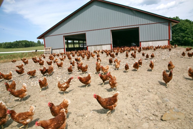 Красивая птицеферма