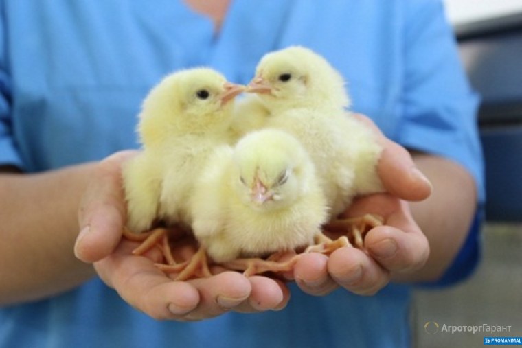 Птичник ферма