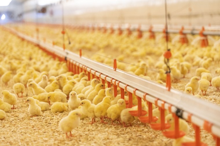 Белгородский бройлер