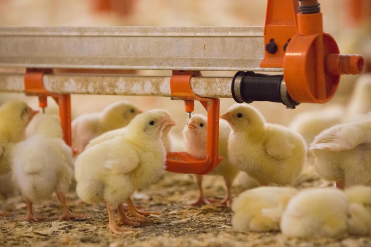 Птицефабрика Томская