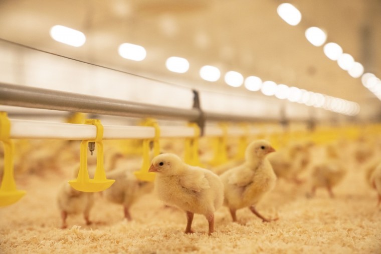 Индюшиная ферма