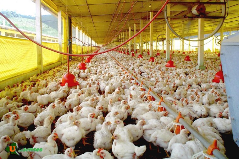 Курицы Синявинская птицефабрика