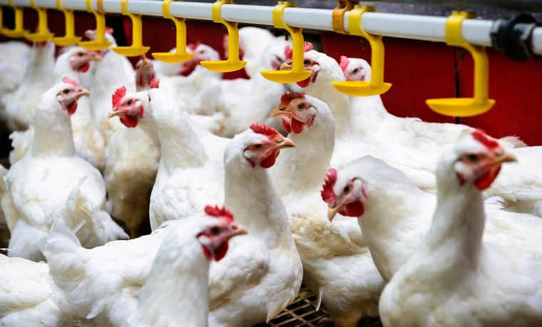 Птицефабрика Узловая