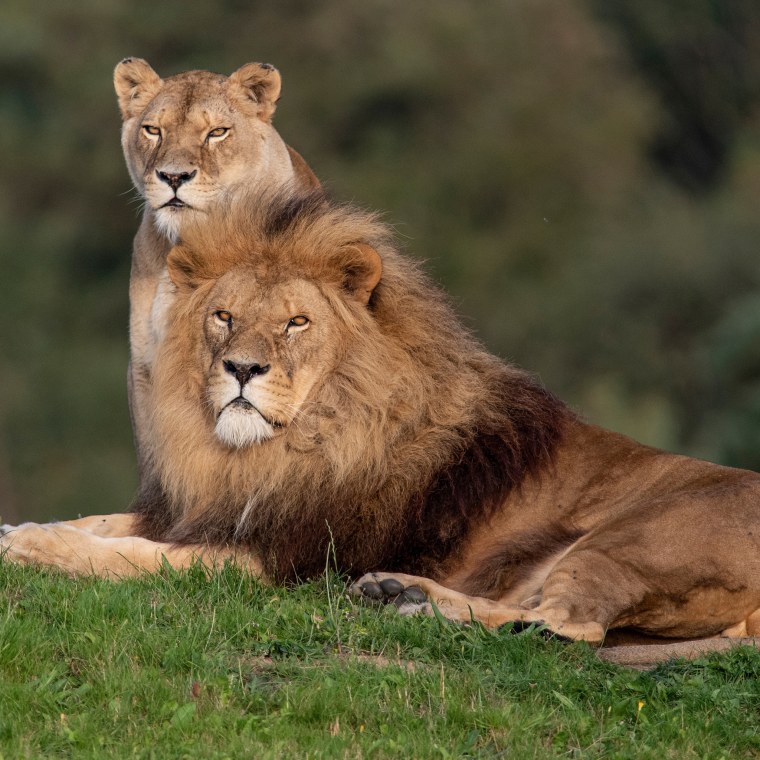 Гривастые львы