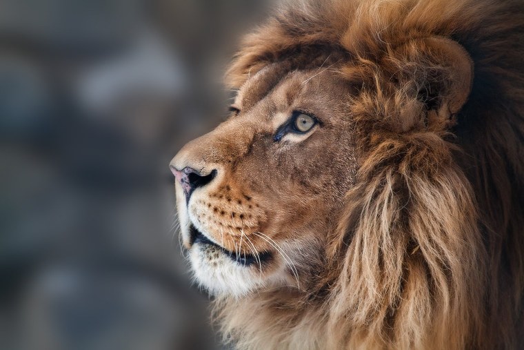 Лев улыбается