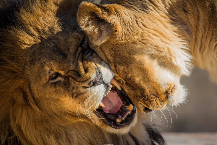 Львица рычит на Льва