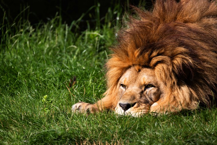 Лев фото
