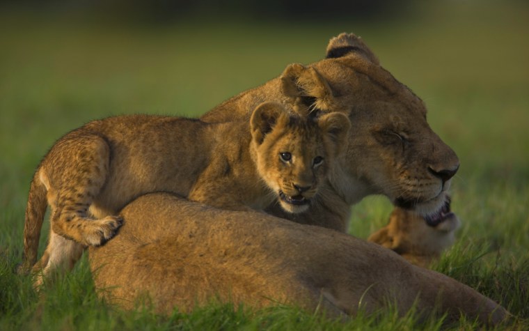 Грустный Лев